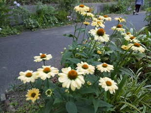 Echinacea