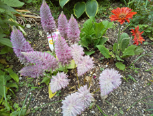 PTILOTUS EXALTATUS 'JOEY'