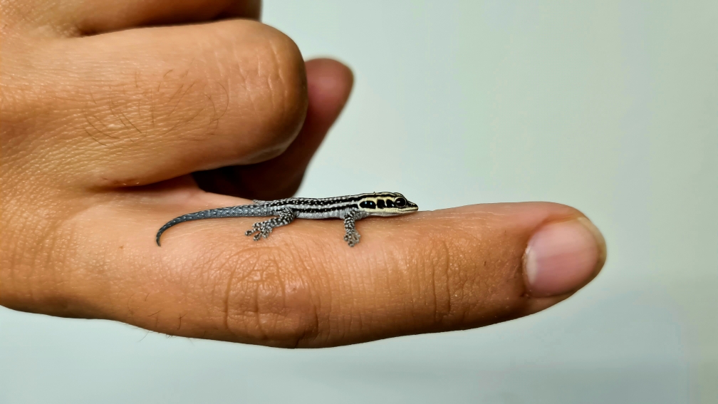 Phelsuma pronki Schlüpfling