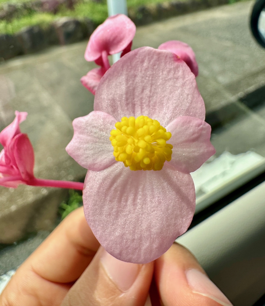 ときがわ町の秋海棠(シュウカイドウ)群生地