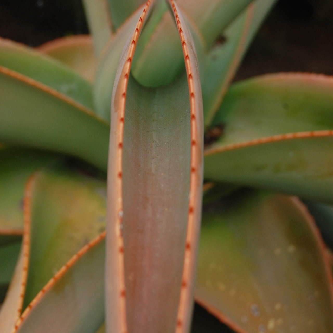 Plants