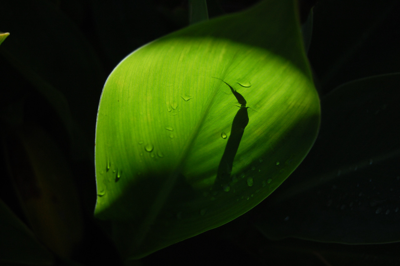 Light