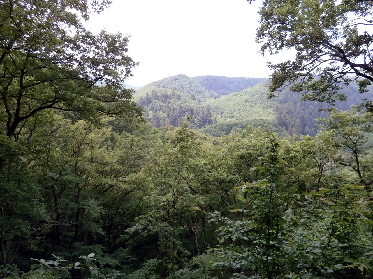 Natur und Wandern Hunsrück Heimat