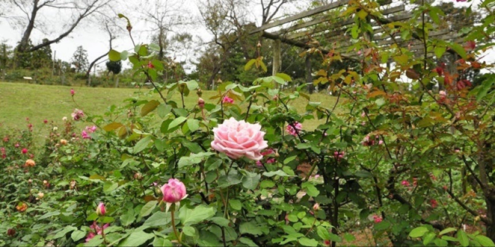 佐倉草ぶえの丘バラ園のご紹介 佐倉草ぶえの丘バラ園 The City Of Sakura Rose Garden