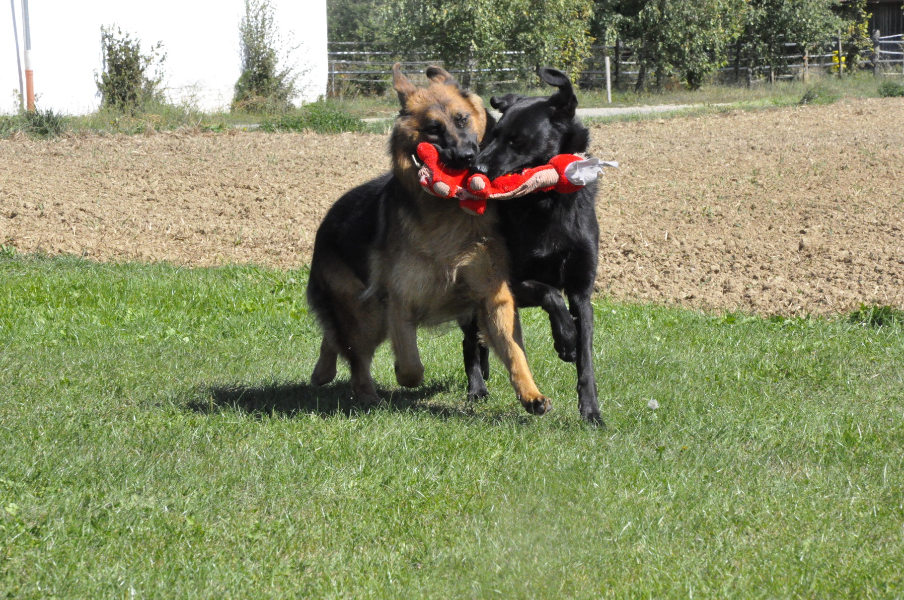 Information über die Welpenabgabe ALTDEUTSCHER SCHÄFERHUND / LANGSTOCKHAAR SCHÄFERHUND Bayern