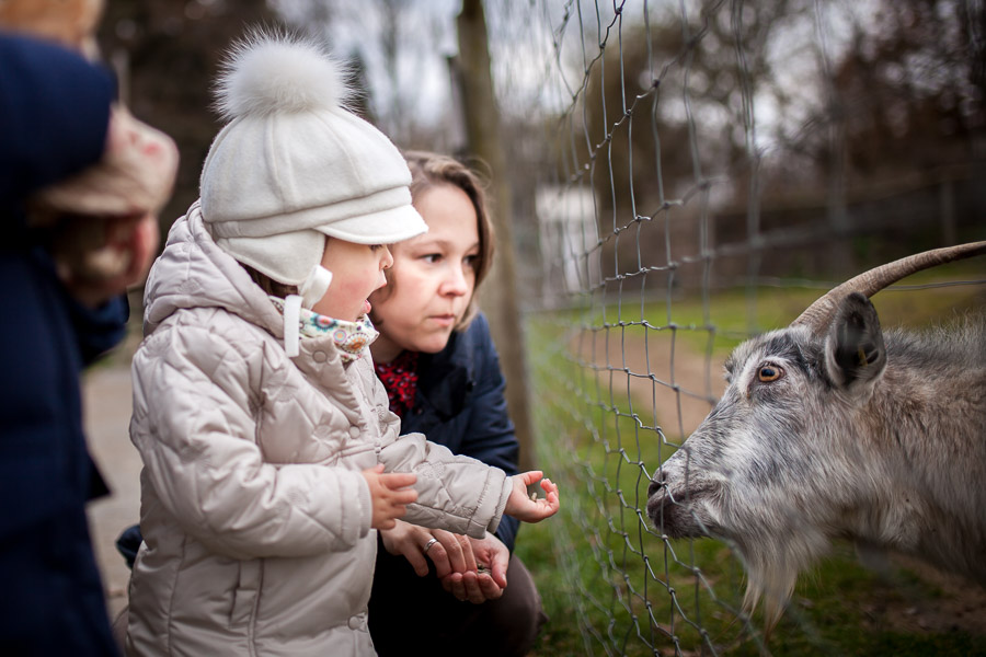 Ein kleines Mädchen füttert im Tierpark eine Ziege. Familienfotos Freising, Familienfotos München
