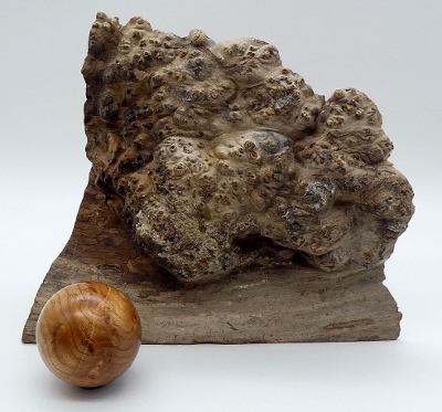 Ulmenmaserknolle + Holzkugel aus Ulme
