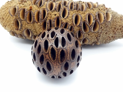 Kugel aus einem Banksiazapfen, 64 mm