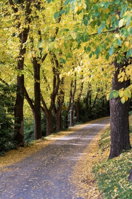 Ulmen-Allee im Herbst