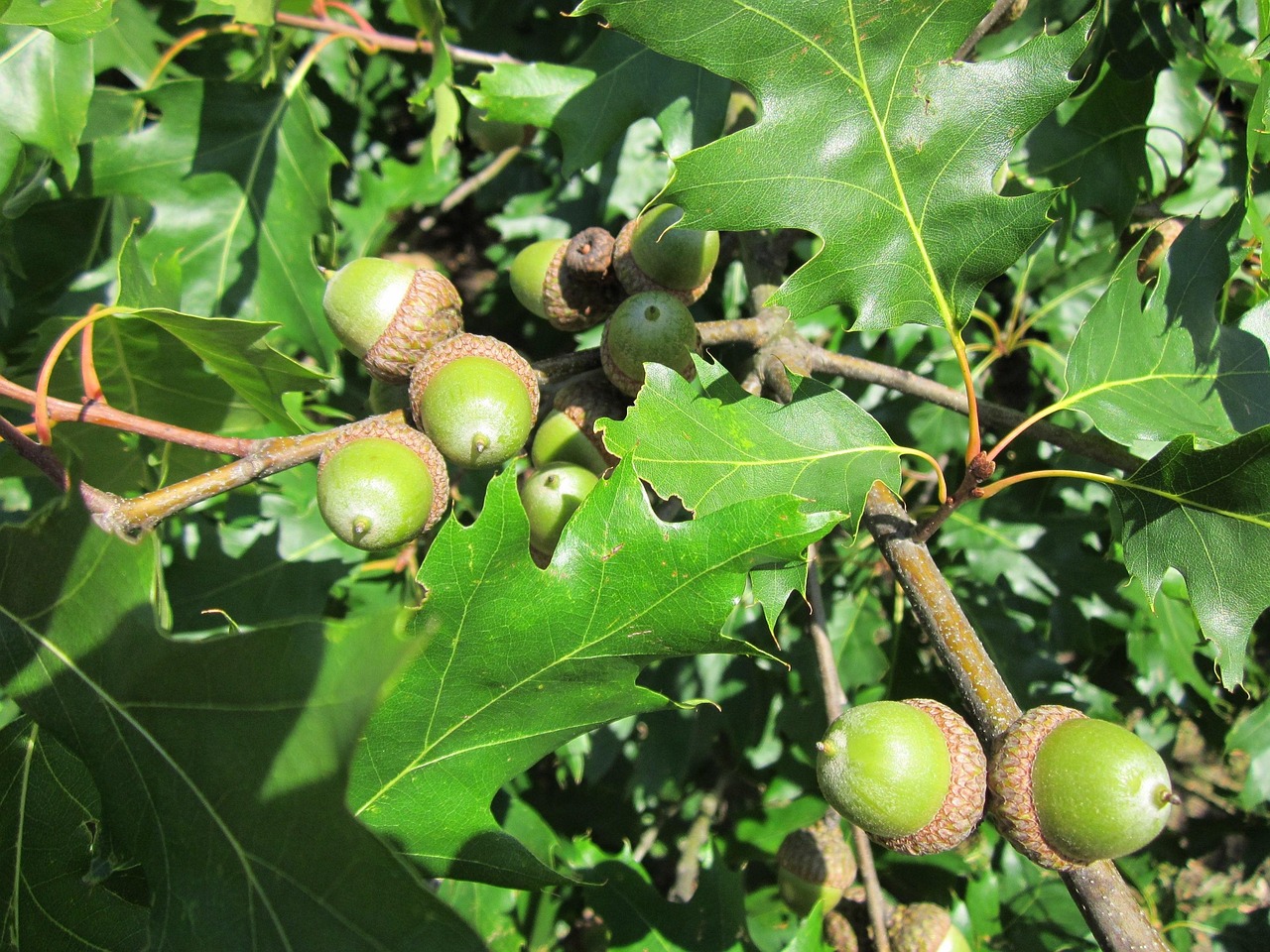 Die Roteiche - Quercus rubra - Baum des Jahres 2025