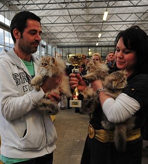 Ausstellung KKÖ Innsbruck/Mils im November 2010 BEST OF BEST LITTER (Stella, Shira und Pino)