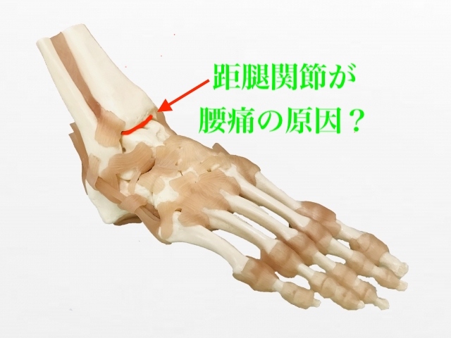 距腿関節が腰痛の原因？Is the talocrural joint the cause of lower back pain?