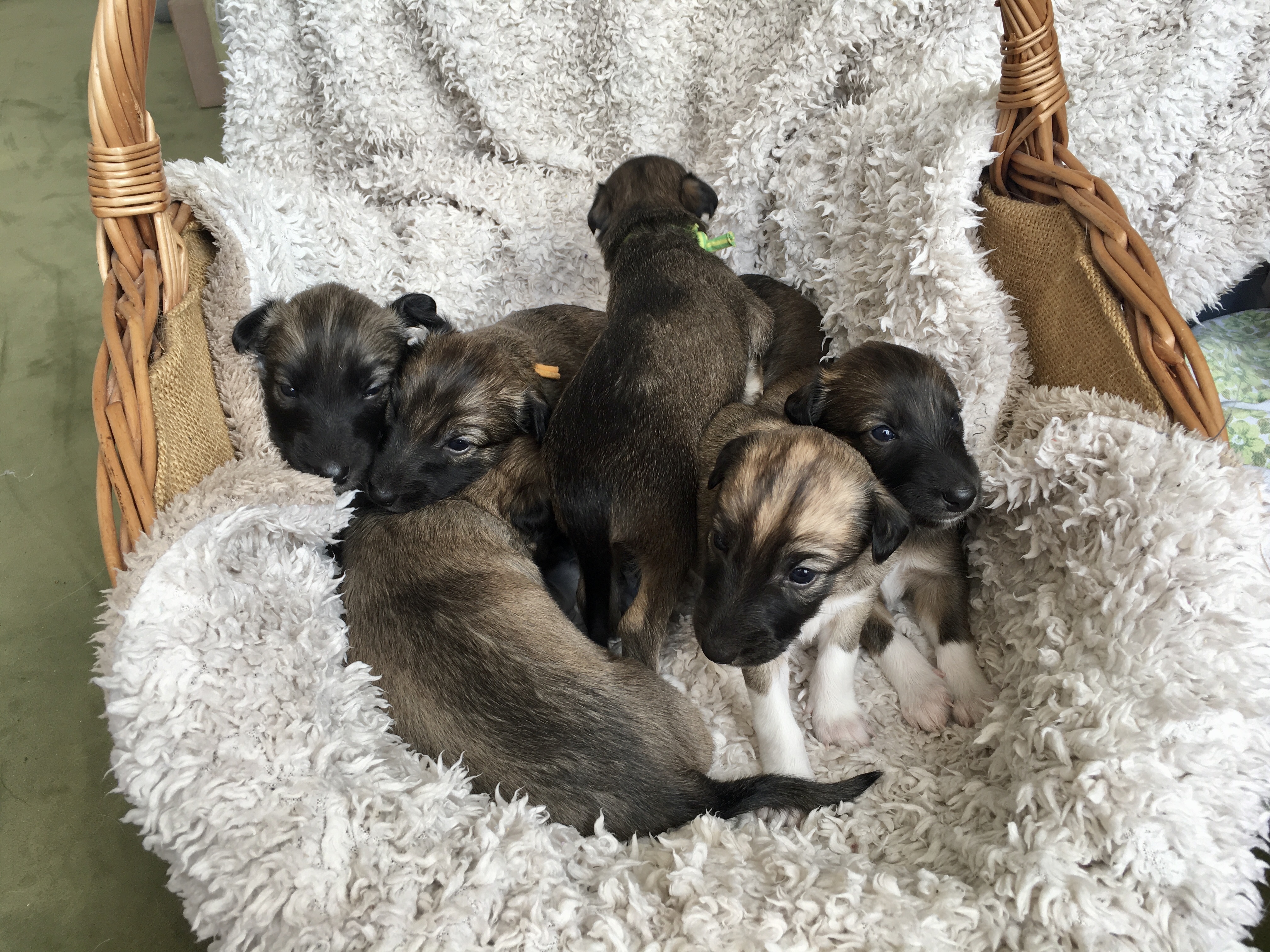 Welpen Windhunde von Eichenwind Silken Windsprite Zucht