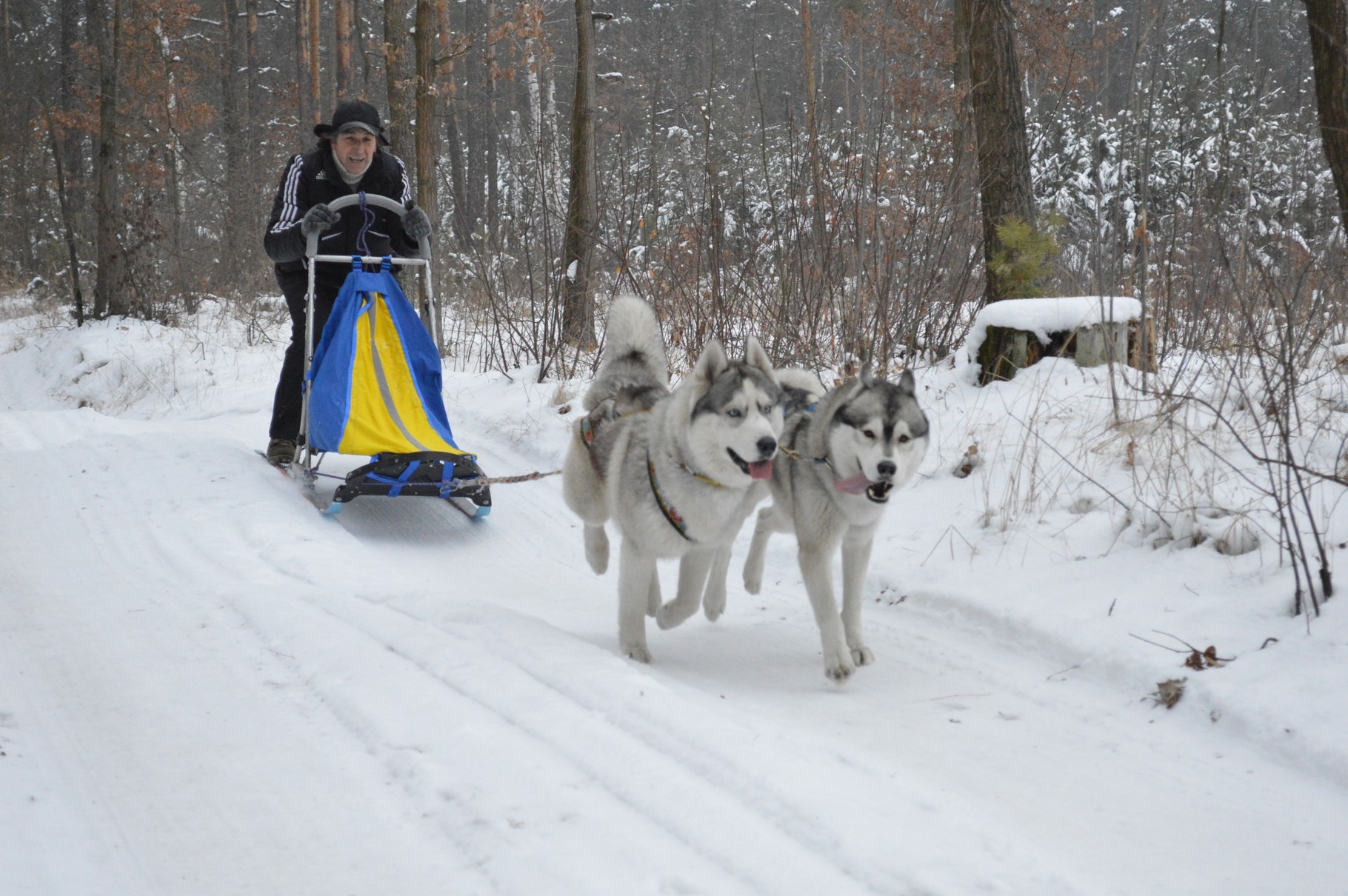 нарты спортивные полярис. ботинки для ездовых собак. ездовые породы собак для нарт в двойку. нарты на 2 собаки. нарты на 2 собаки.