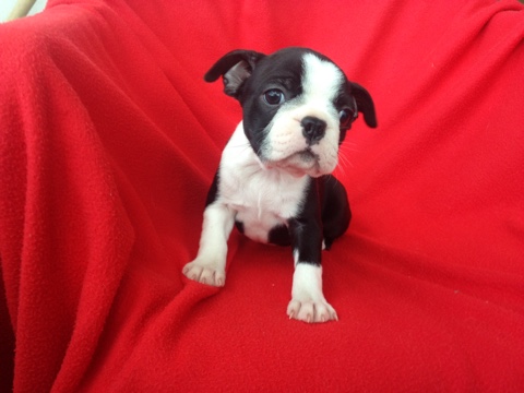 Criadero Boston Terrier Venta De Cachorros Boston Terrier Mini Cachorros Ventas De Perros
