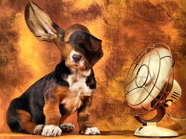 Alerte canicule