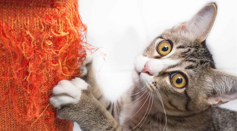 Pouquoi votre chat griffe vos fauteuils