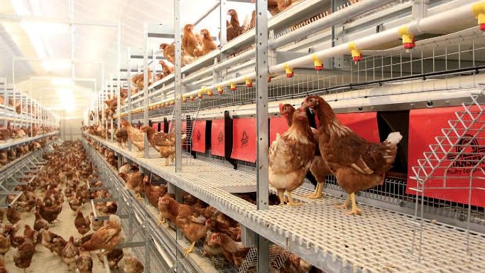 Modernisation of food provision: Poultry