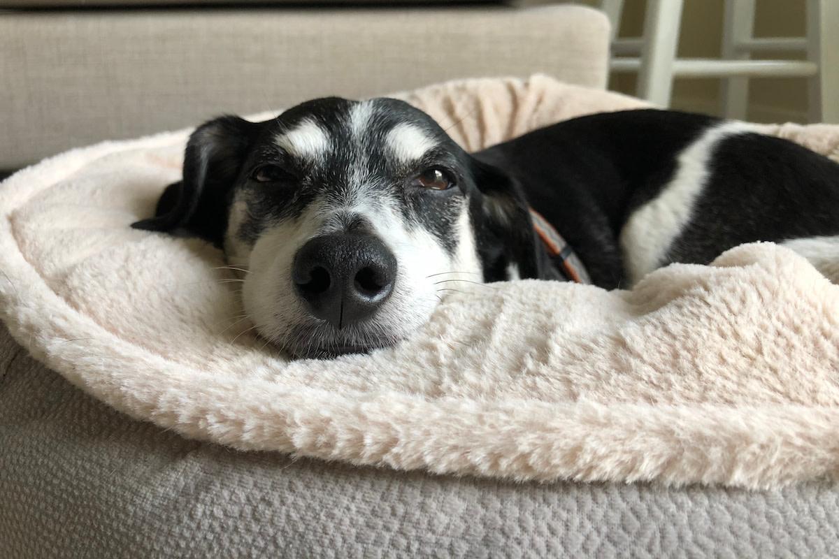 Ce que les propriétaires ne voient pas toujours derrière les progrès d'un chien anxieux
