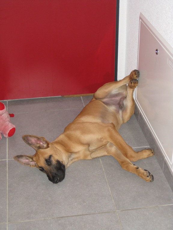 Et j'aime bien dormir les 4 pattes en l'air!