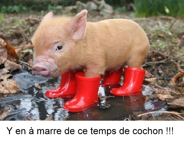Pluie, comment les occuper?
