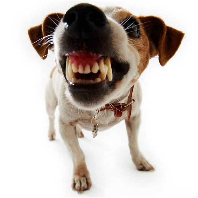 Le langage du chien : apprendre à observer avant d’interpréter