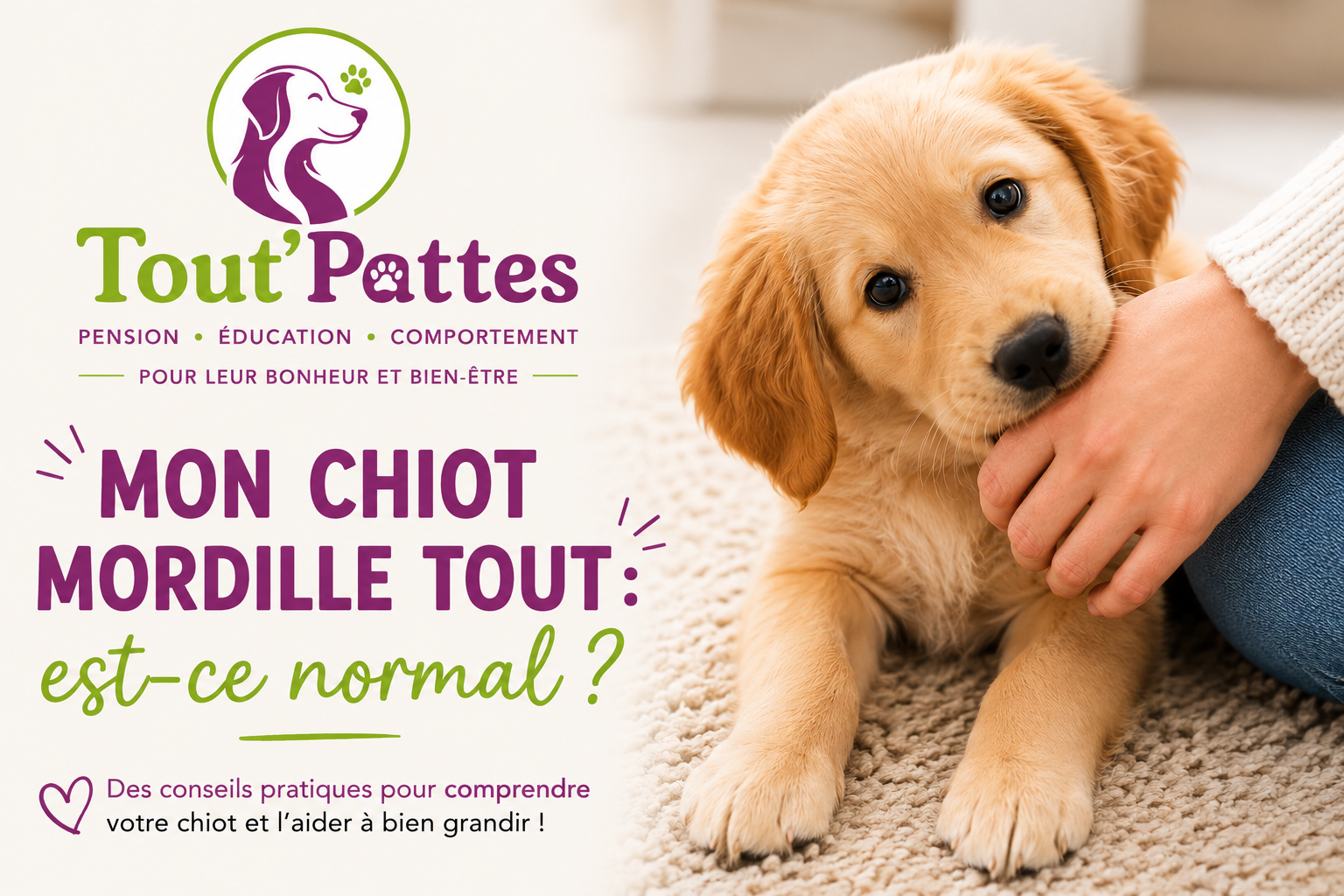 Mon chiot mordille tout : est-ce normal ?