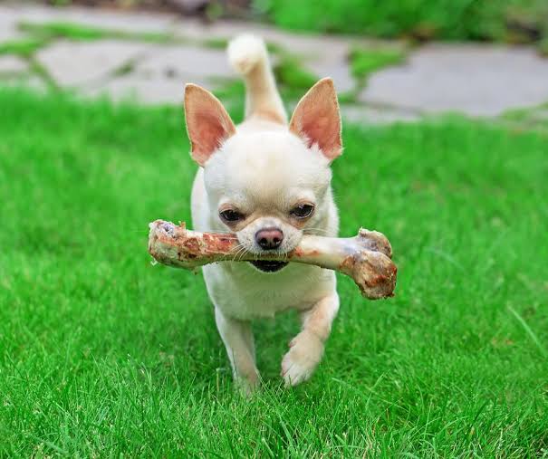 Mon chien protège sa gamelle ou ses jouets : faut-il s'inquiéter ?