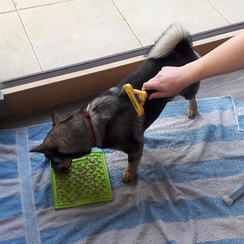 Mon chiot n'aime pas le brossage?