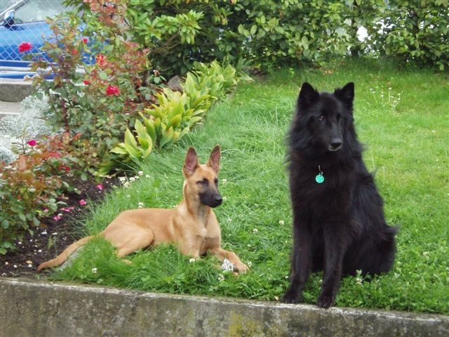Wolt et Luna