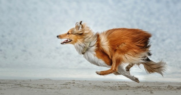 Pourquoi j'utilise plusieurs signaux de rappel avec mes chiens