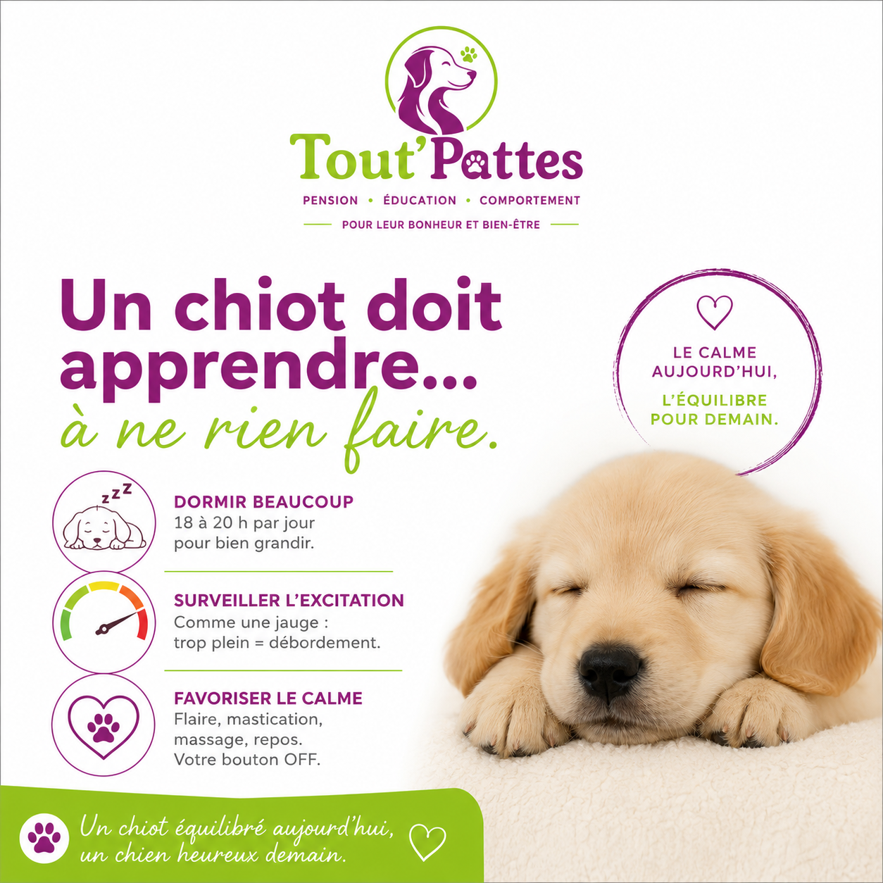 Pourquoi un chiot doit apprendre… à ne rien faire