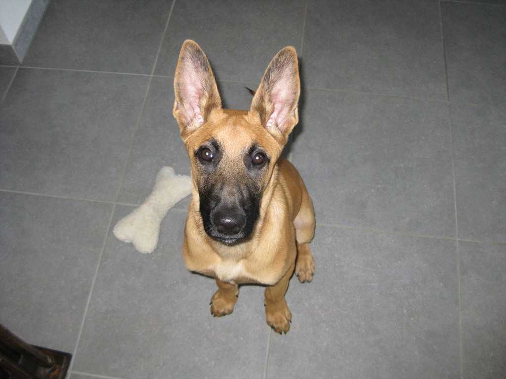 Gremlins ou Malinois?!?