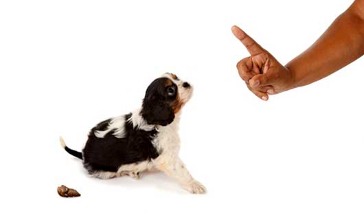 Faut-il vraiment arrêter de dire « non » à son chien ?