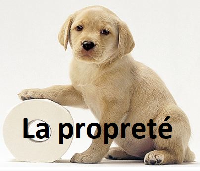 Mon chiot fait pipi dans la maison : faut-il le gronder ?