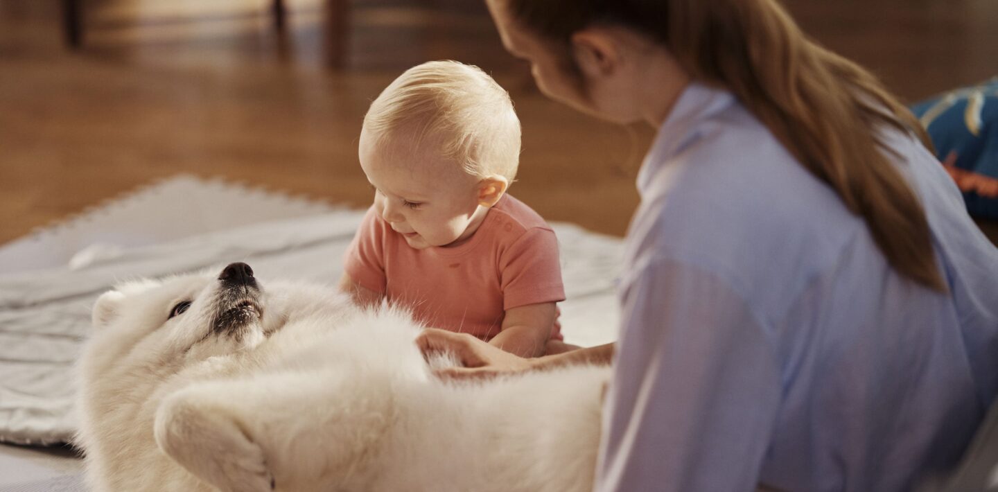 Avoir un chien et un enfant qui commence à explorer son monde.