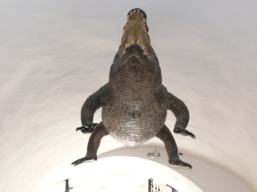 Krokodil im Rathausturm FZ30