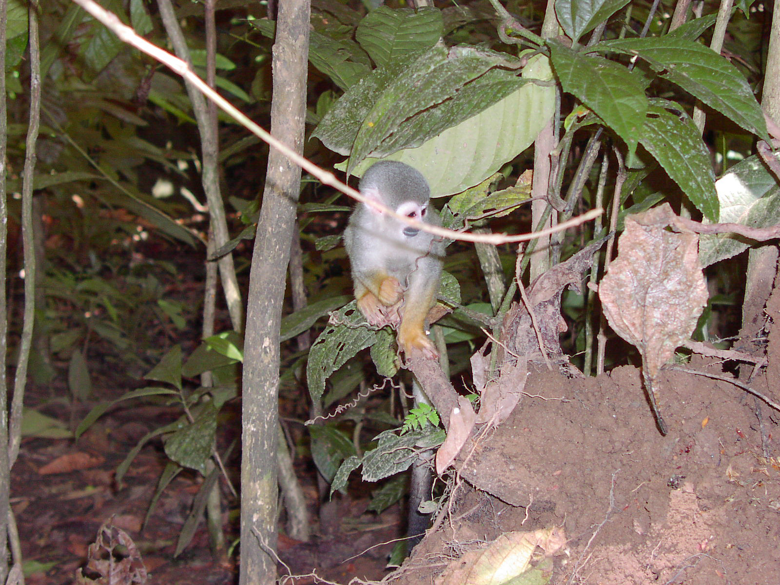 Totenkopfaffe (Saimiri macroon); Squirrel monkey, 