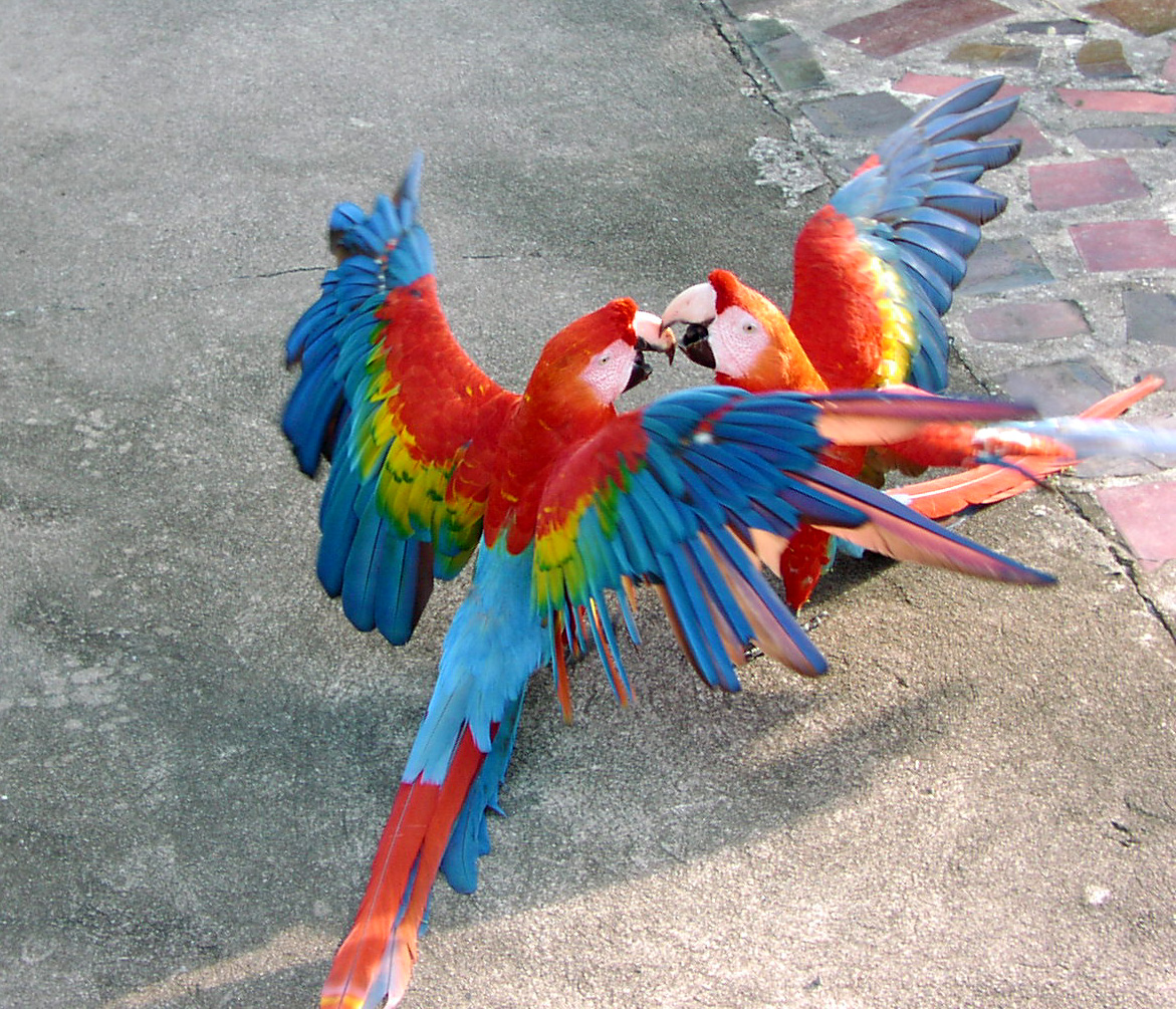 Ara
