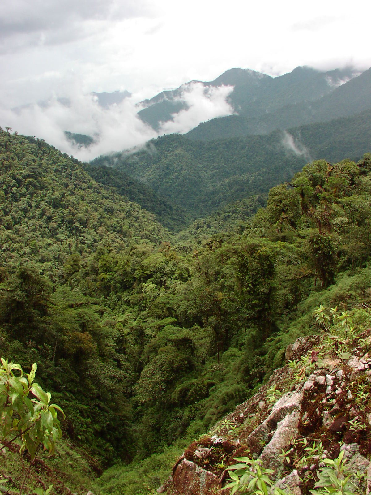 Selva, rain forest, Ecuador