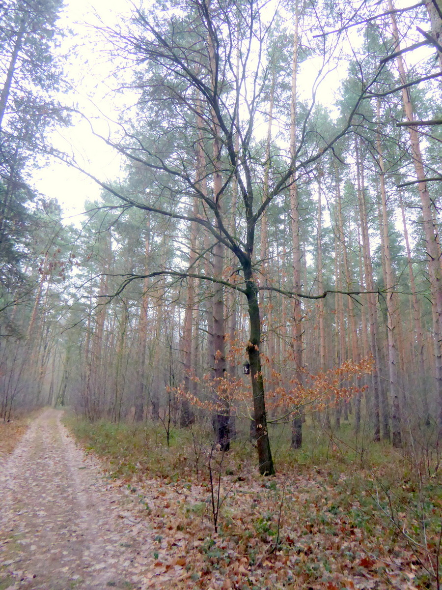 Dei Markierungseiche am Weg