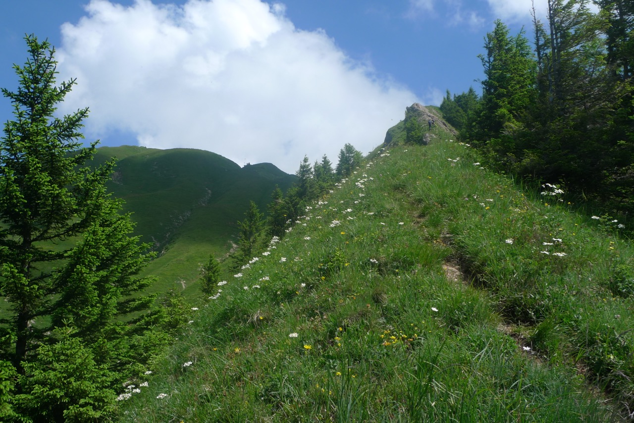 Blumenreicher Grat zum Plättlispitz