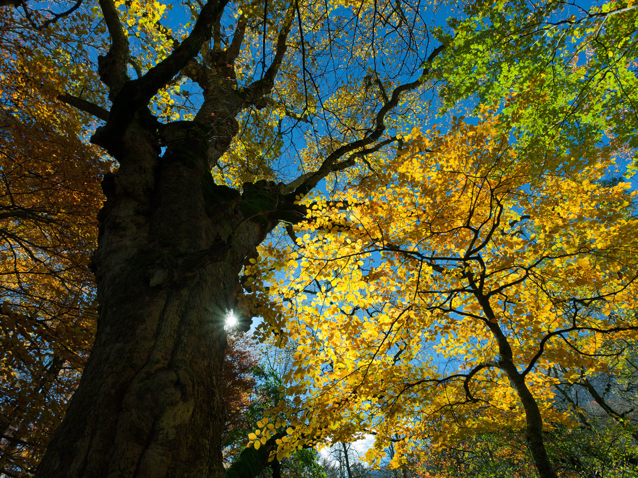 Bosco di Sant'Antonio, Pescocostanzo