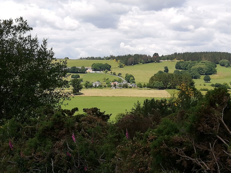 Wie im Schwarzwald