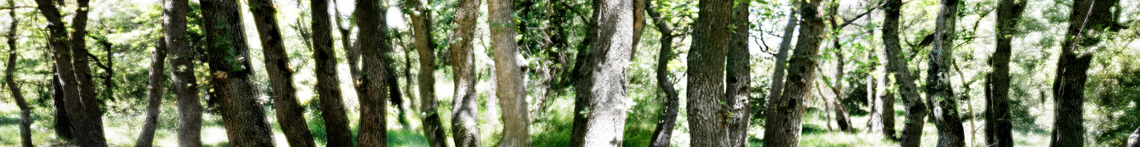 Malaucène 2009 Lambda-Print auf Dibond hinter Acryl Ed. 5  25 x 200 cm