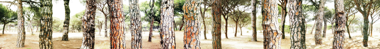 Conil 3  2012 Lambda-Print auf Dibond hinter Acryl Ed. 5 25 x 200 cm