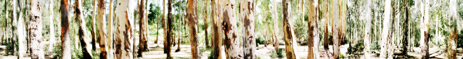 La Ina 2009 Lambda-Print auf Dibond hinter Acryl Ed.5 25 x 200 cm
