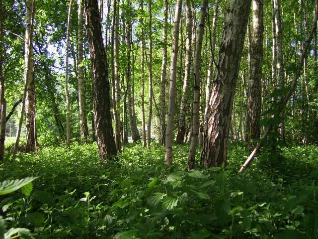 später Mai im Birkenwald bei Hitzacker