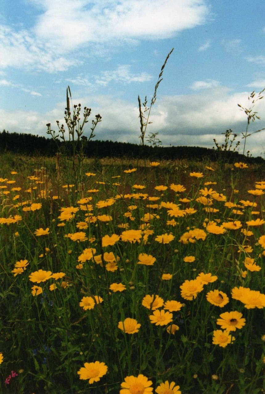 wilde Ringelblumen