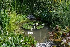 how to make your garden pond wildlife friendly